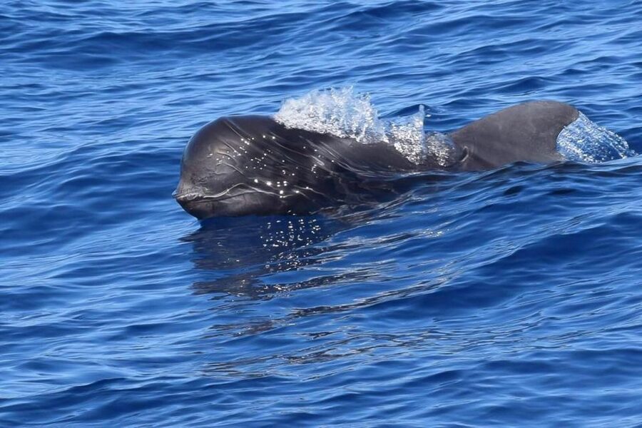 Tenerife: 3 &-6 Hour Private Whale & Dolphin Watching - Sonar Search for Whales and Dolphins off Tenerife South