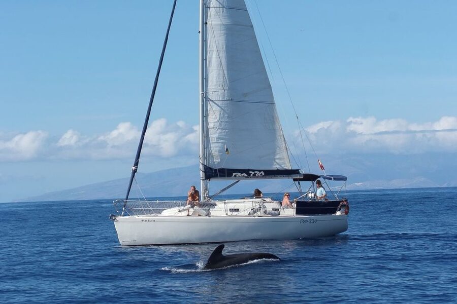 Tenerife: 3 &-6 Hour Private Whale & Dolphin Watching - Onboard Comfort, Captain Maxi, and the “coast-tour” feeling