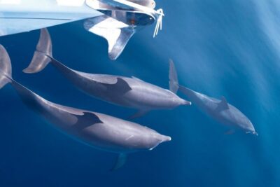 Tenerife: 3 &-6 Hour Private Whale & Dolphin Watching - Swimming and Snorkeling in Clear Water (and how to time it right)