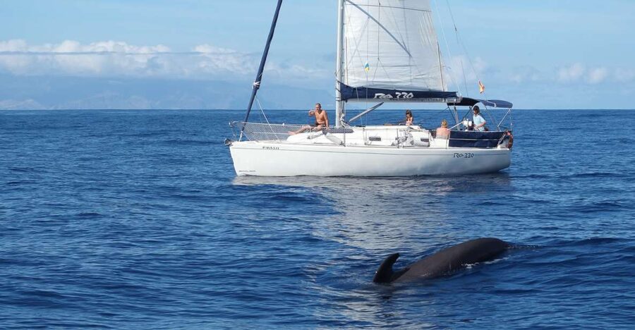 Tenerife: 3 &-6 Hour Private Whale & Dolphin Watching - Should You Book This Tenerife Private Whale and Dolphin Tour?