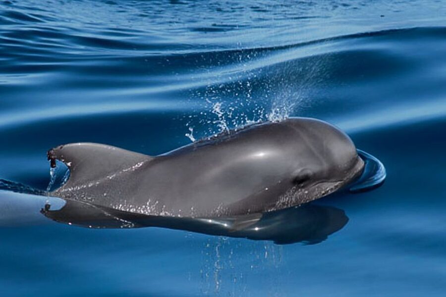 Tenerife: 3 &-6 Hour Private Whale & Dolphin Watching - FAQ