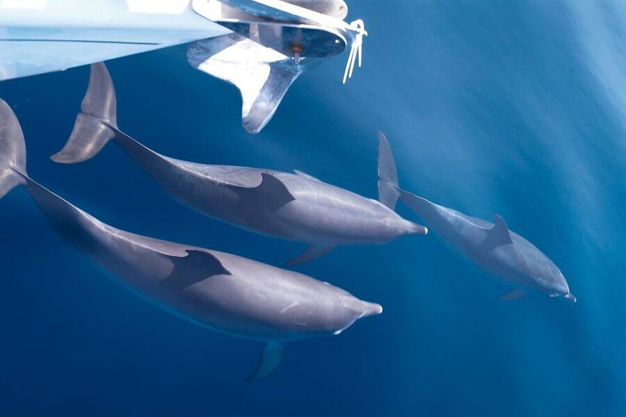 Tenerife: 3 &-6 Hour Private Whale & Dolphin Watching - Swimming and Snorkeling in Clear Water (and how to time it right)