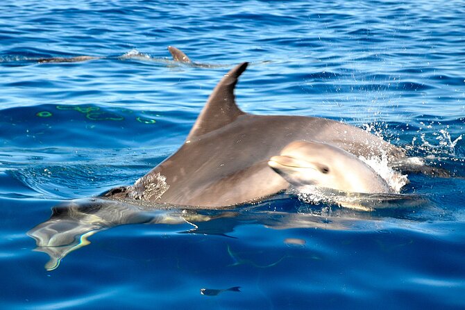 Tenerife 3-Hour Discover Whales and Dolphins - Food and Drinks on Board: Included, Not an Afterthought