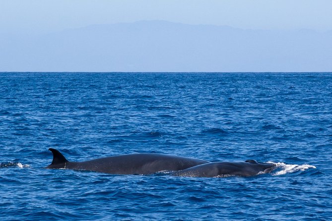 Tenerife 3-Hour Discover Whales and Dolphins - When a 3-Hour Sail Makes Sense for Your Tenerife Schedule