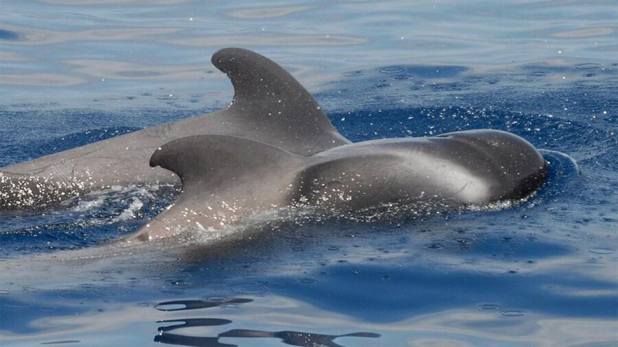 Tenerife: Eco-Yacht Whale and Dolphin Watching and Swimming - Key points before you go