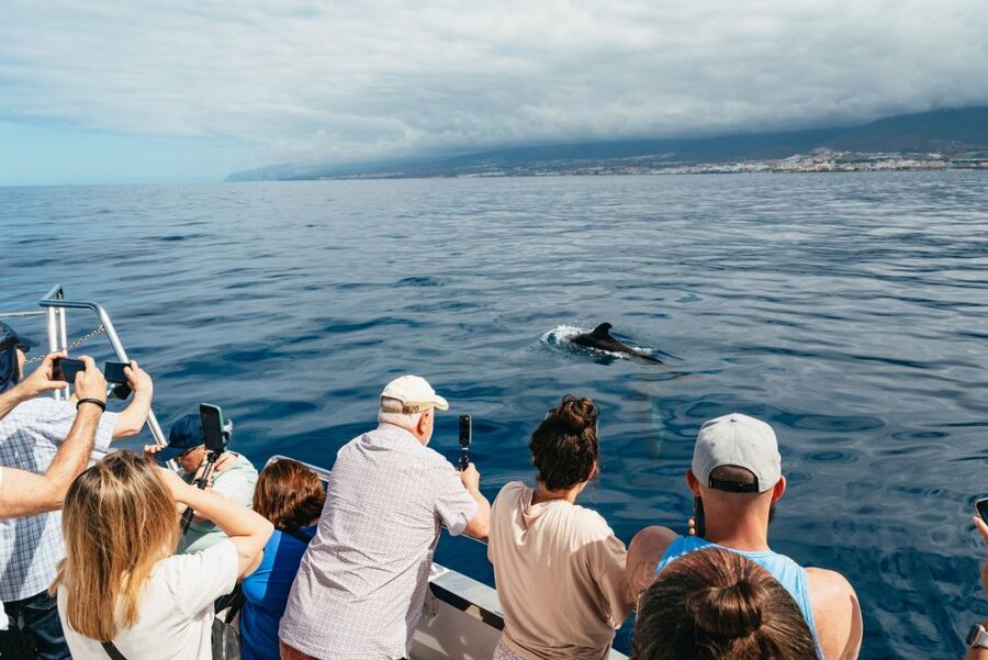 Tenerife: Eco-Yacht Whale and Dolphin Watching and Swimming - Motion sickness and the Calima factor: plan for smooth sailing