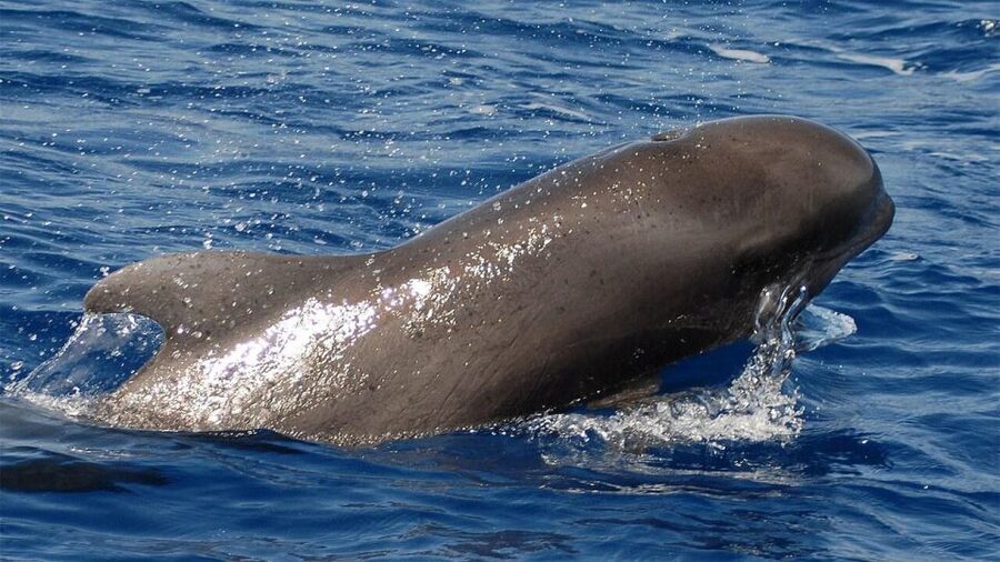 Tenerife: Eco-Yacht Whale and Dolphin Watching and Swimming - Travelin Lady in Los Cristianos: a whale boat that feels stable