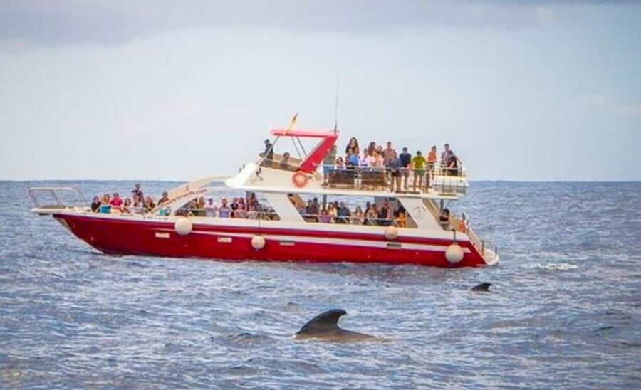 Tenerife: Eco-Yacht Whale and Dolphin Watching and Swimming - Palm-Mar pass-by: self-guided time that doesn’t steal your spotting window