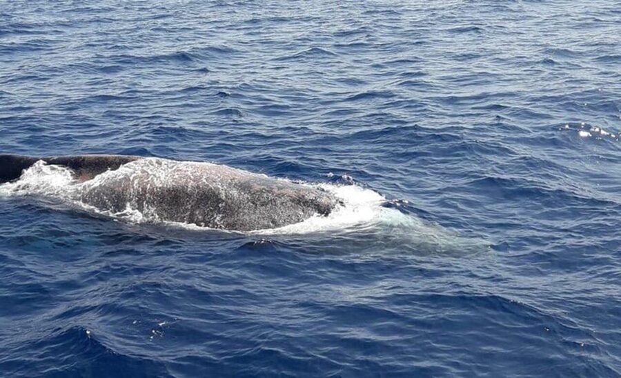 Tenerife: Eco-Yacht Whale and Dolphin Watching and Swimming - Price and value: why $13 can feel like a steal