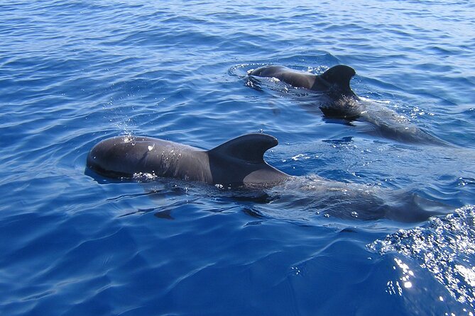 Tenerife Los Cristianos: Whale and Dolphin Eco-Yacht and Swim Stop - Key highlights you should know before you go
