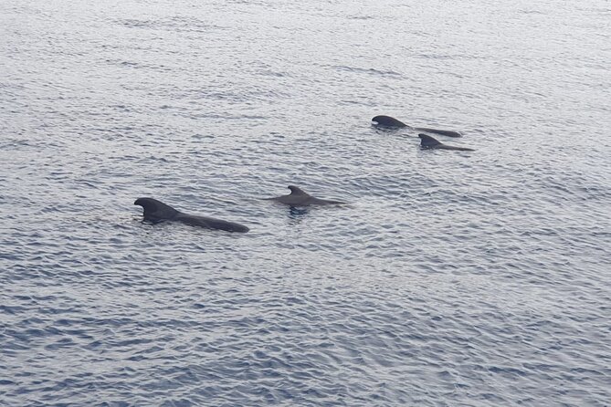 Tenerife Los Cristianos: Whale and Dolphin Eco-Yacht and Swim Stop - Whales, dolphins, and seabirds: What to look for during the cruise