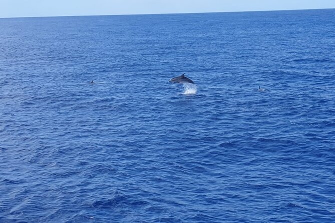 Tenerife Los Cristianos: Whale and Dolphin Eco-Yacht and Swim Stop - Your swim stop: gear, sea conditions, and making the most of limited time