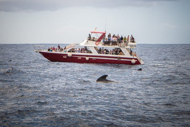 Tenerife Los Cristianos: Whale and Dolphin Eco-Yacht and Swim Stop - Price and value: why $18.10 can be a bargain (and when it might not)