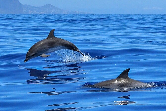 Tenerife Los Cristianos: Whale and Dolphin Eco-Yacht and Swim Stop - The cave of love and the coast views that fill the in-between time