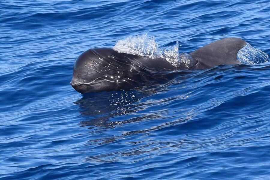 Tenerife: Luxury Private Whale & Dolphin Watching Tour - From Puerto Colón to the first whales: the rhythm of the cruise