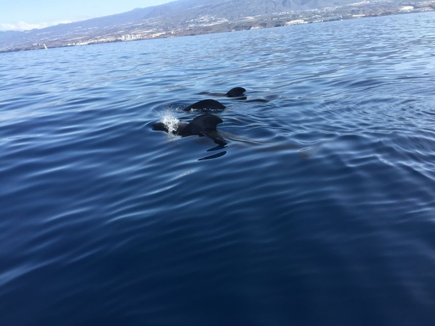 Tenerife: Sailing Excursion with Whale and Dolphin Watching - Pilot whales, dolphins, and turtles: what you can realistically expect