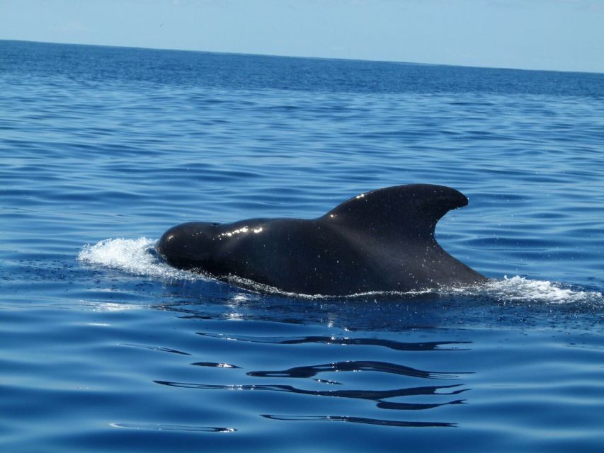 Tenerife: Sailing Excursion with Whale and Dolphin Watching - Where to meet in Puerto Colón: finding Pantalán zero quickly