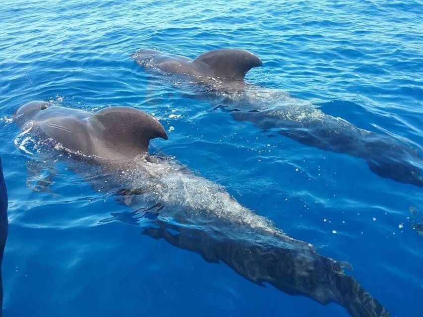 Tenerife: Teide National Park and Dolphins Sailboat Tour - Key highlights to know before you go