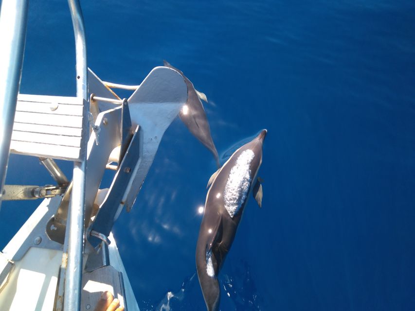 Tenerife: Teide National Park and Dolphins Sailboat Tour - Down to the South: The Switch from Teide Shoes to Boat-Shoes