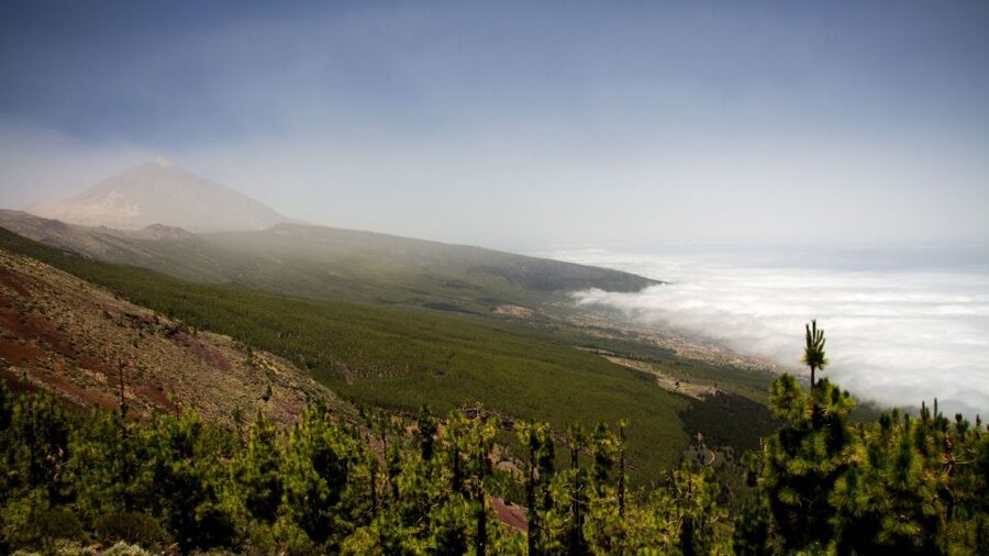 Tenerife: Teide National Park and Dolphins Sailboat Tour - Who This Tour Suits Best (and Who Might Want Another Option)