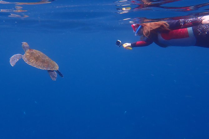 Tenerife: Turtle & Dolphin Kayak Tour with Snorkel & Wetsuit - Timing, pacing, and what to do if your body says no