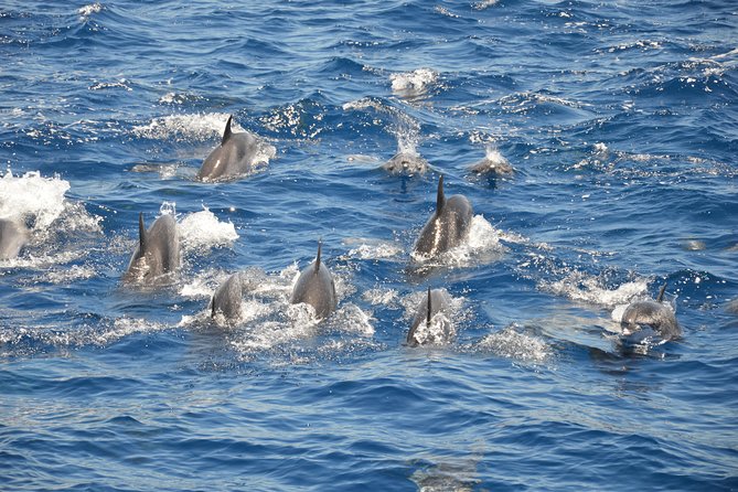 Tenerife: Whale and dolphin watching - Comfort, seasickness, and the practical side of spotting whales