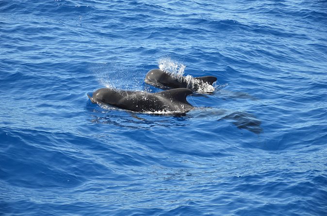 Tenerife: Whale and dolphin watching - Quick tips to make your two hours count