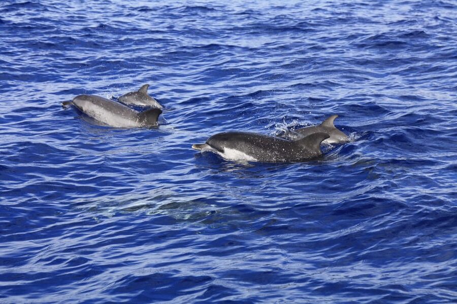 Tenerife: Whale and Dolphin Watching Boat Tour - What to Bring: Simple Gear That Changes Everything