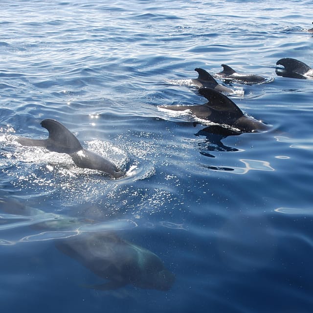 Tenerife: Whale and Dolphin Watching Boat Tour - Why Puerto Colón Is a Smart Base for Whale and Dolphin Watching