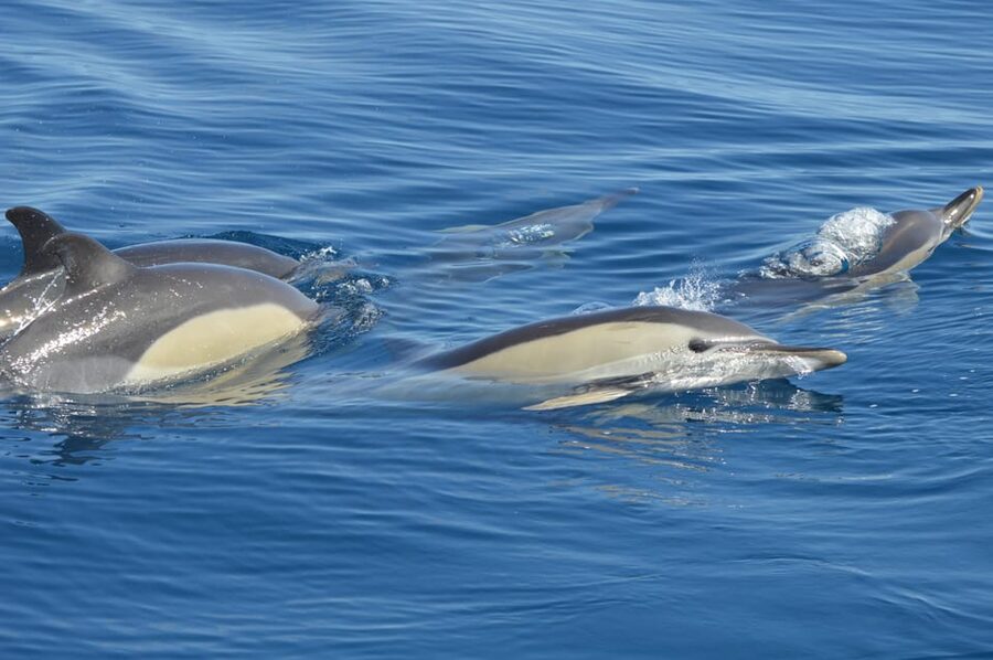Tenerife: Whale and Dolphin Watching Boat Tour - The Boat Experience: Comfort, Safety, and a Modern Setup