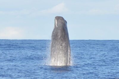Tenerife: Whale and Dolphin Watching Boat Tour - Whale-watching hour: pilot whales, dolphins, and what the guide actually focuses on