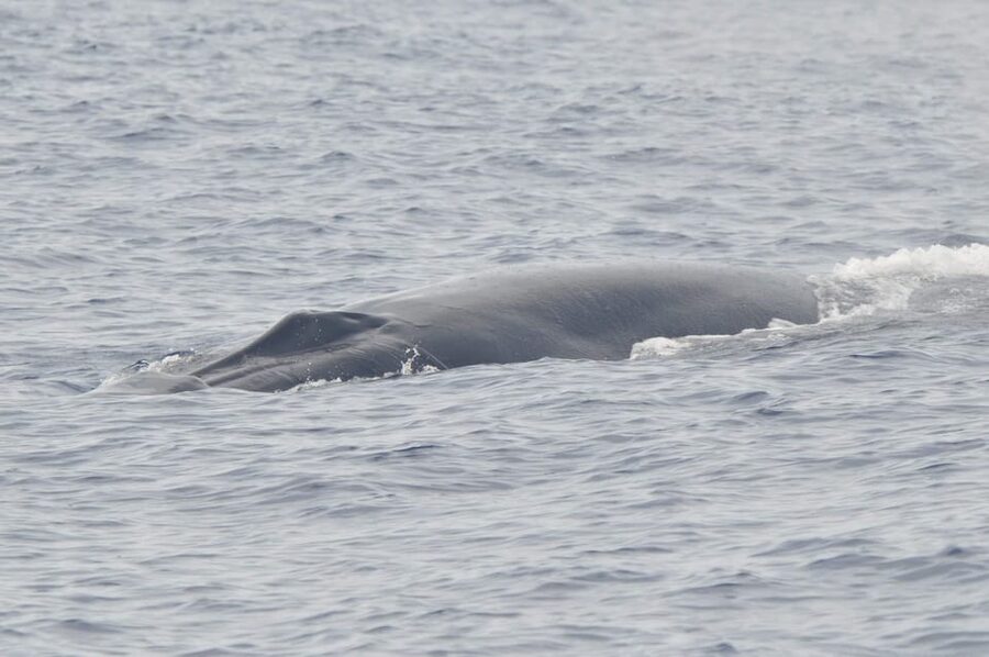 Tenerife: Whale and Dolphin Watching Boat Tour - What Happens During the Two Hours on the Water