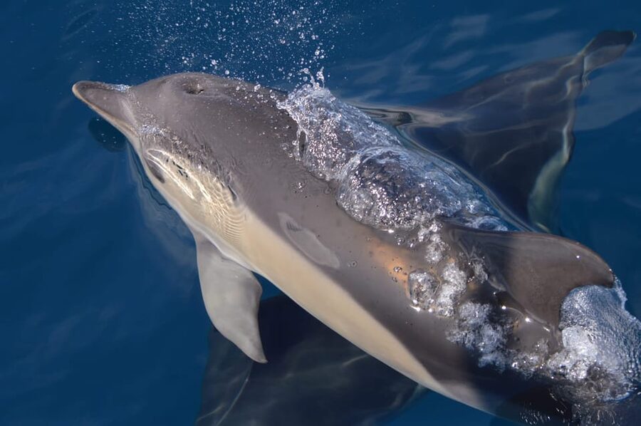 Tenerife: Whale and Dolphin Watching Boat Tour - Species Odds: How to Think About “Close Up” Without Getting Too Hopeful