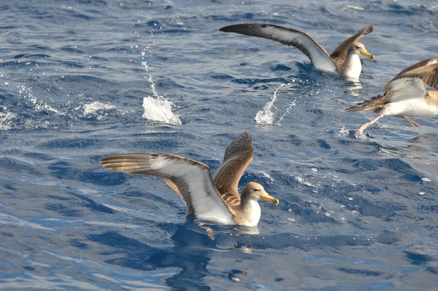 Tenerife: Whale and Dolphin Watching Boat Tour - Who This Tour Fits Best (And Who Should Skip It)
