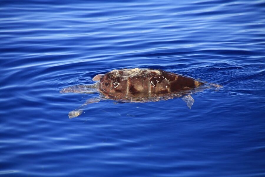 Tenerife: Whale and Dolphin Watching Boat Tour - Price and Value: Is $53 Worth It?