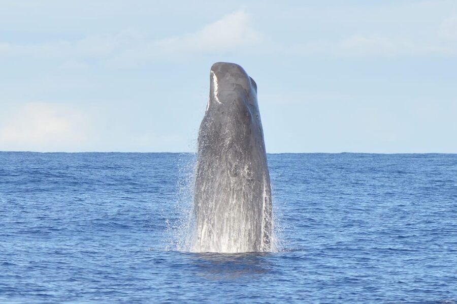 Tenerife: Whale and Dolphin Watching Boat Tour - Meeting Whale Express at Pantalan N°4: Fast Check-In, Clear Cues