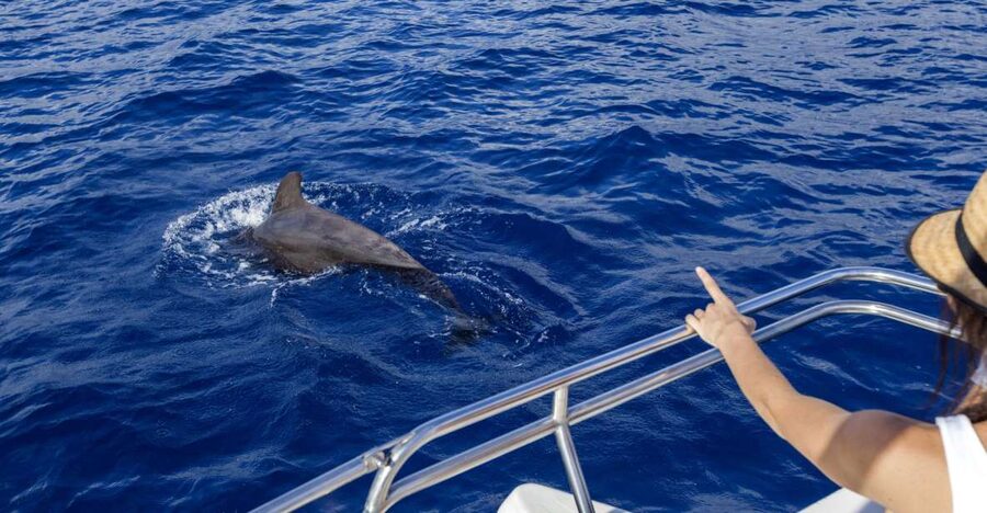 Tenerife: Whale and Dolphin Watching Tour by Sailboat - Key highlights you’ll care about