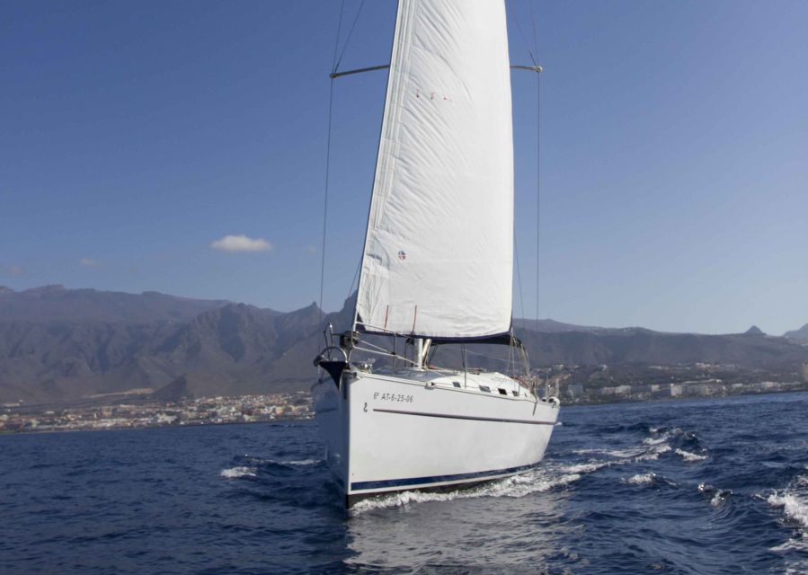 Tenerife: Whale and Dolphin Watching Tour by Sailboat - Wildlife odds: what you’re really looking for