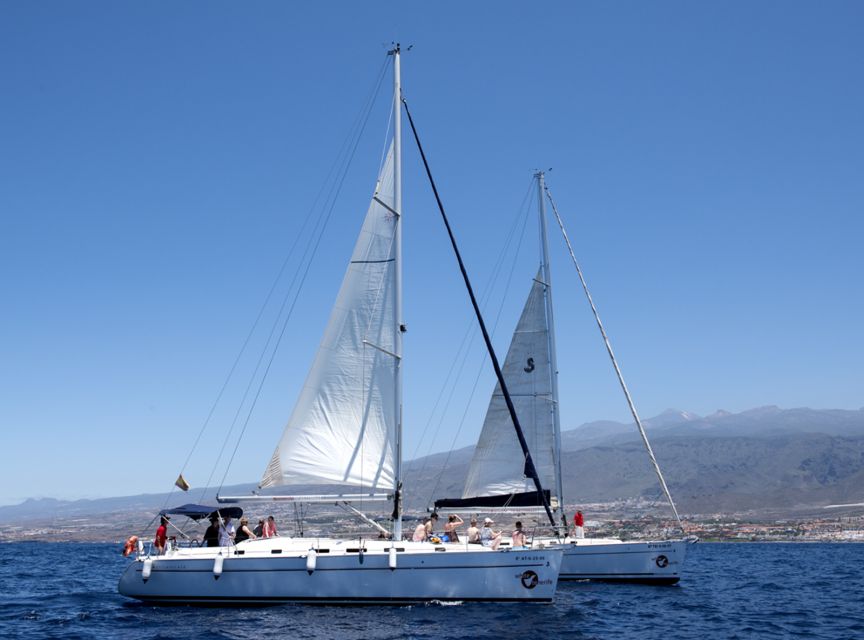 Tenerife: Whale and Dolphin Watching Tour by Sailboat - Snorkel and swim at a private beach stop