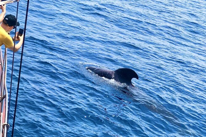 Tenerife: Whale and Dolphin Watching with a Plunge - The Peter Pan pirate ship and the small-group feel