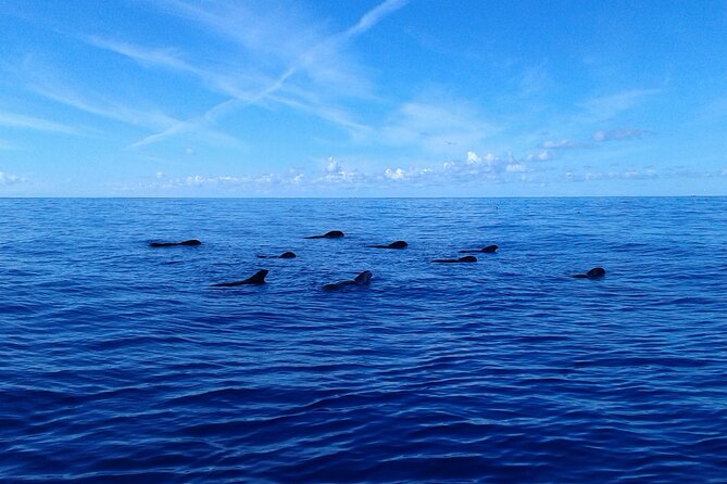 Tenerife: Whale and Dolphin Watching with a Plunge - Crew work, onboard comfort, and what to buy (and what not to expect)