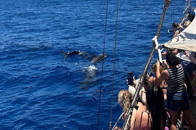 Tenerife: Whale and Dolphin Watching with a Plunge - Practical tips so your day goes smoothly
