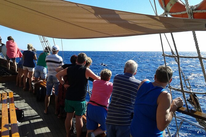 Tenerife: Whale and Dolphin Watching with a Plunge - Should you book this Tenerife whale and dolphin tour?