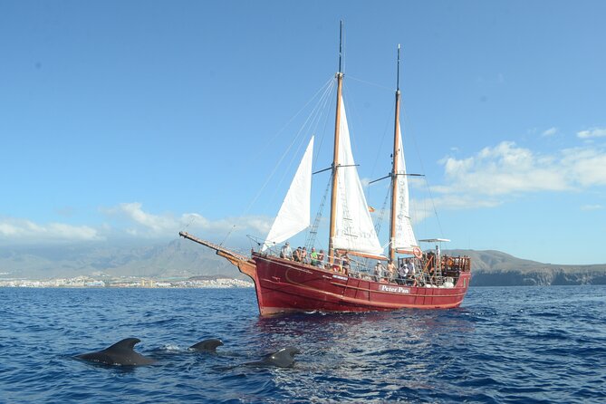 Tenerife: Whale and Dolphin Watching with a Plunge - Stop-by-stop: Los Cristianos, Playa de las Américas, Bahía, and back
