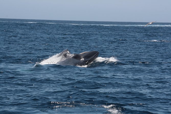 Tenerife: Whale and dolphin watching - The 2-hour flow at sea: scanning, listening, and pacing yourself
