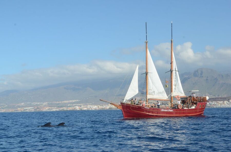Tenerife: Whale & Dolphin Watching Cruise with Swim Stop - Quick Hits: What Makes This Cruise Worth Your Time