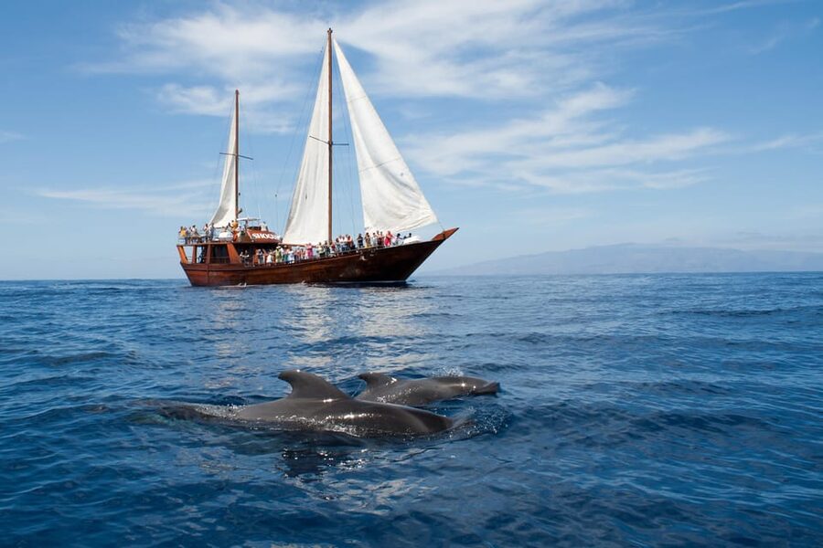 Tenerife: Whale & Dolphin Watching Cruise with Swim Stop - What You Can Spot in Tenerife Waters: Pilot Whales, Dolphins, and Seabirds