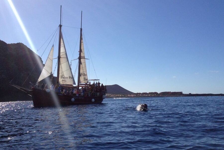 Tenerife: Whale & Dolphin Watching Cruise with Swim Stop - Boarding and the Ride to the Water: Why the Coach Time Helps (and When It’s a Drag)