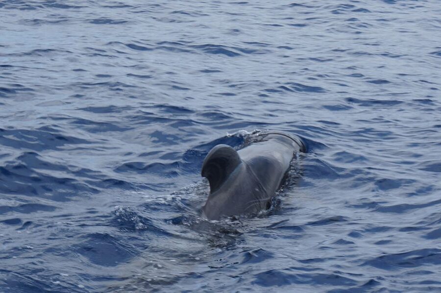 Tenerife: Whale & Dolphin Watching Cruise with Swim Stop - Puerto Los Cristianos: The Start Line for a Calm, Focused Cruise