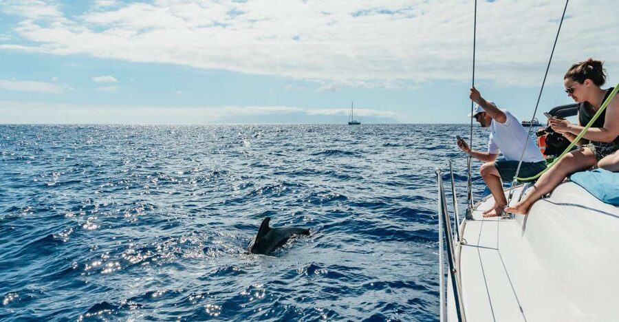 Tenerife: Whale & Dolphin Watching with Drinks and Snacks - Why this small-yacht whale watch feels different than big boats